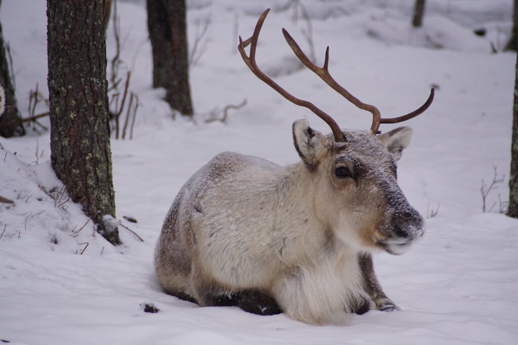 8 Ways to Experience The Northern Lights in Lapland