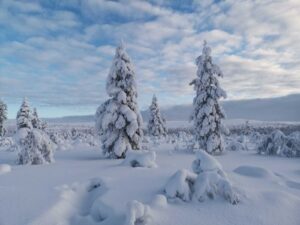 Wilderness Hotel Muotka & Igloos